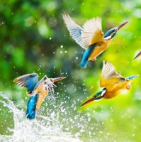 Od kostarických pralesů po evropské mokřady: jak umělá inteligence pomáhá vracet do krajiny zpěv ptáků